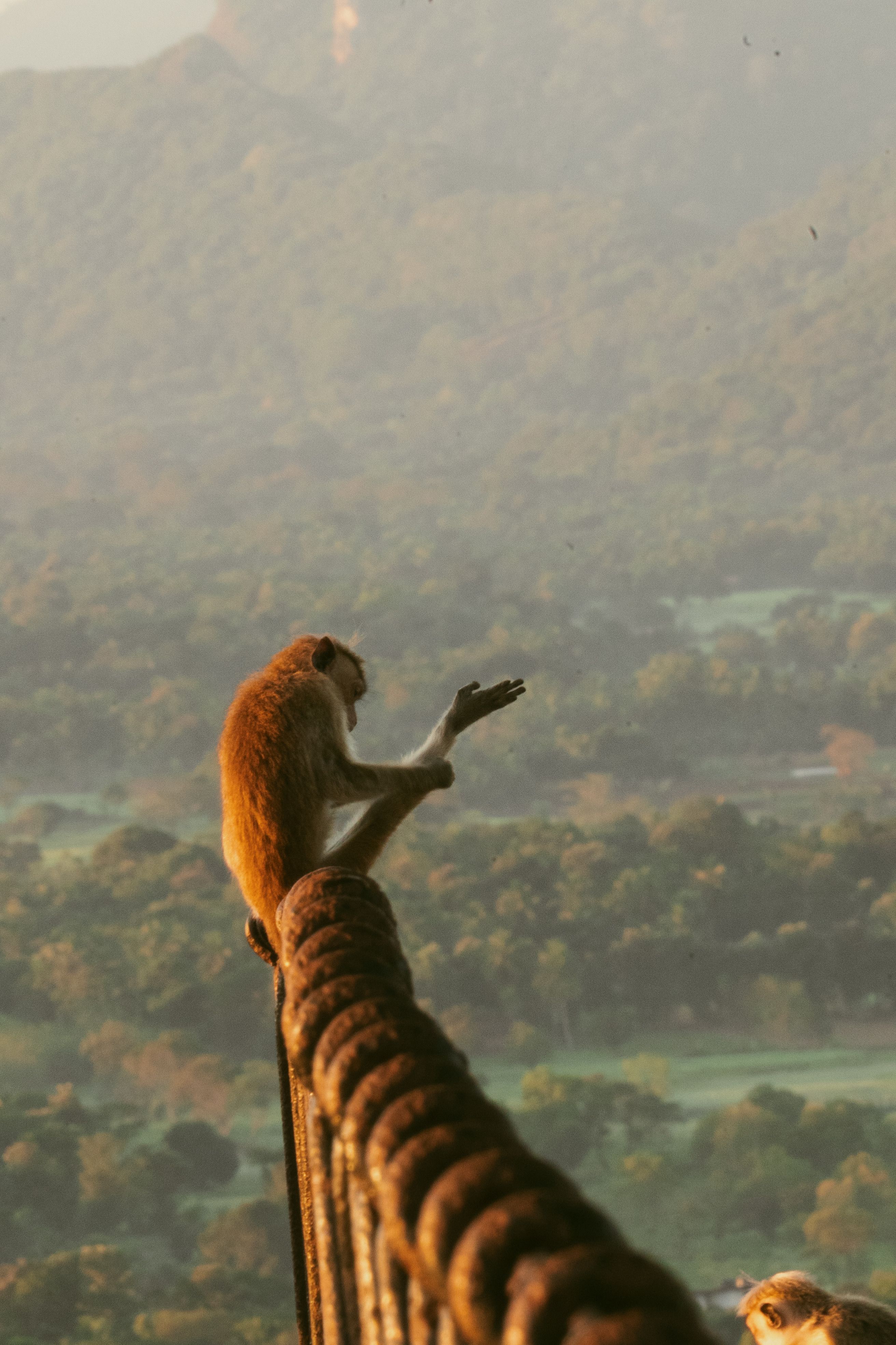 Monkey Perched on Morning Mountain Railing · Free Stock Photo