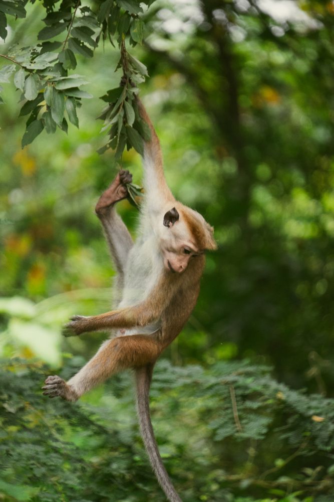1,000+ Best Monkey Images · 100% Free Download · Pexels Stock Photos