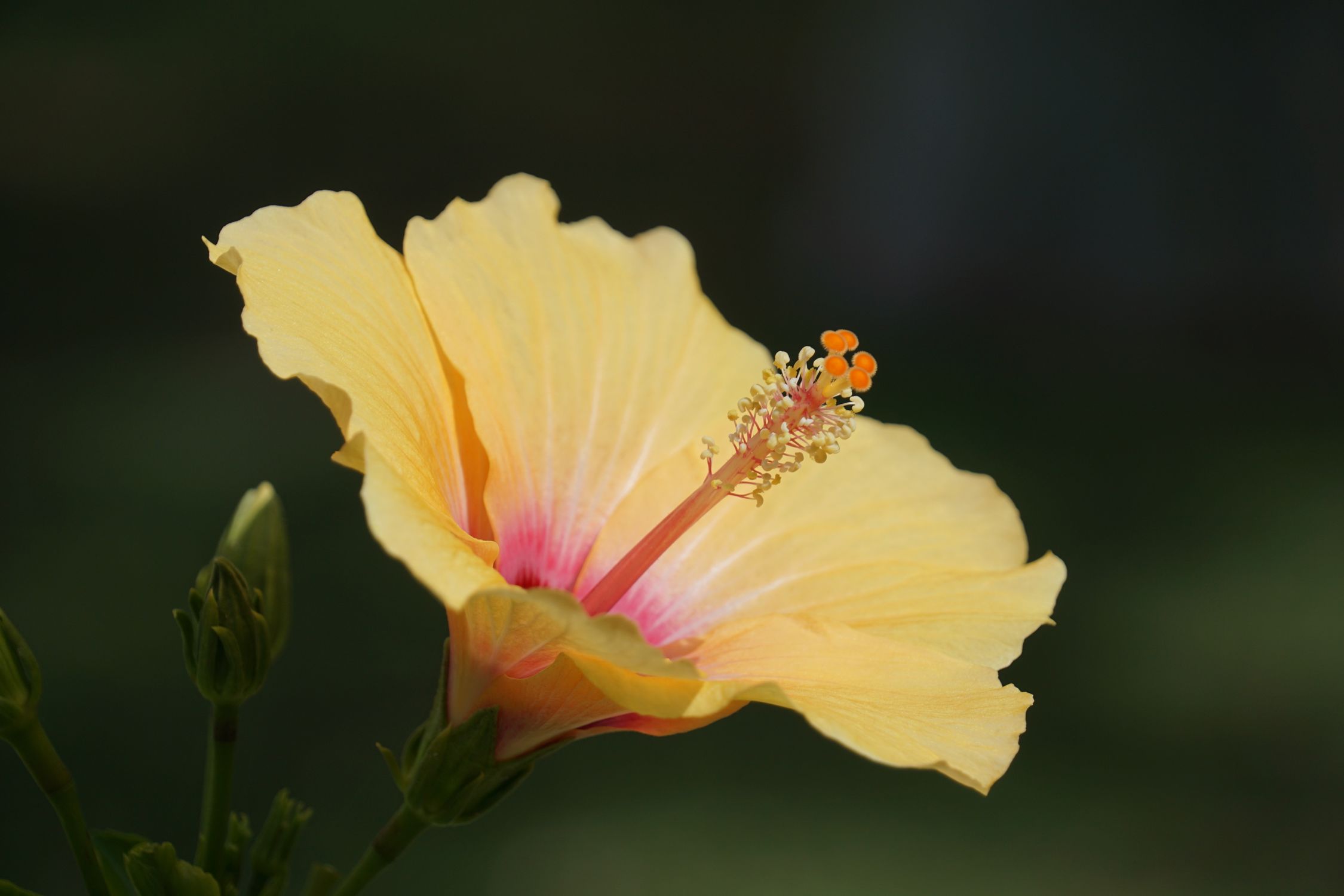 Close-Up of a Yellow Hibiscus Flower in Bloom · Free Stock Photo