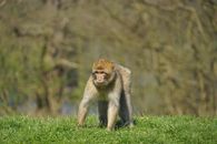 A Barbary macaque standing on green grass with a blurred background.