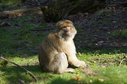 Free A Barbary macaque monkey sitting on grass in a sunlit forest area. Stock Photo