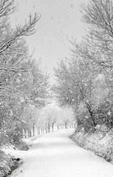 Scenic snow-covered road lined with bare trees creating a winter wonderland ambiance.