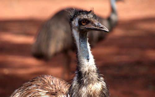 Free Detailed close-up of an emu with blurred background outdoors. Stock Photo