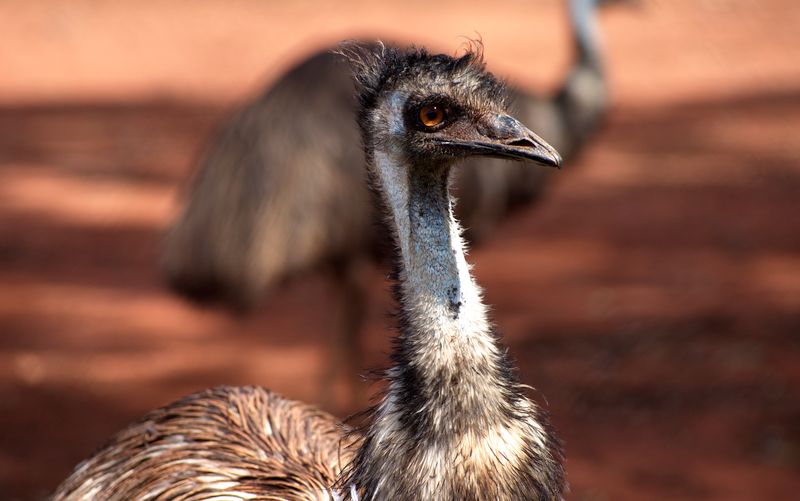 An Emu in a Zoo · Free Stock Photo
