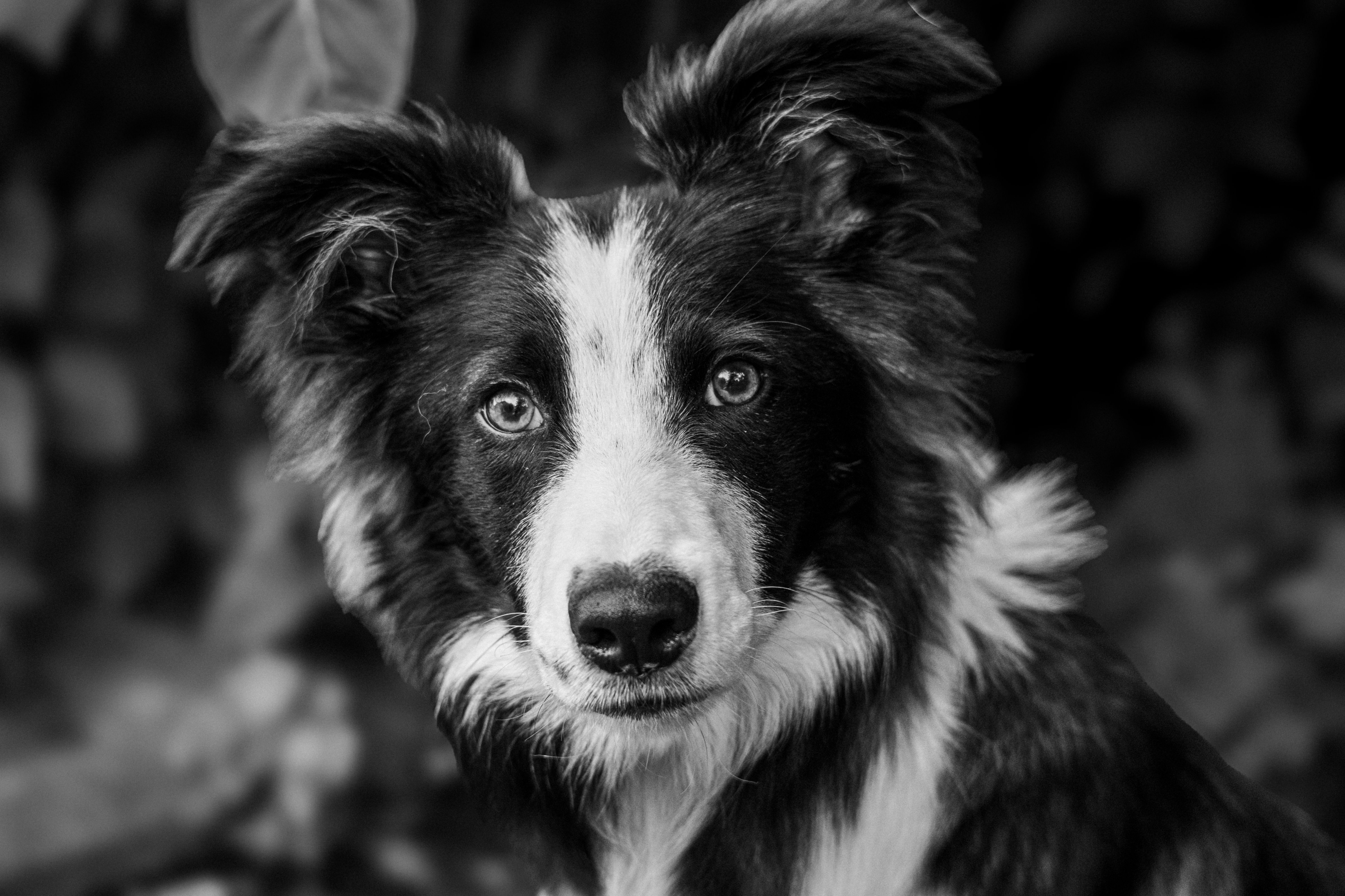 Veterinary care for a dog