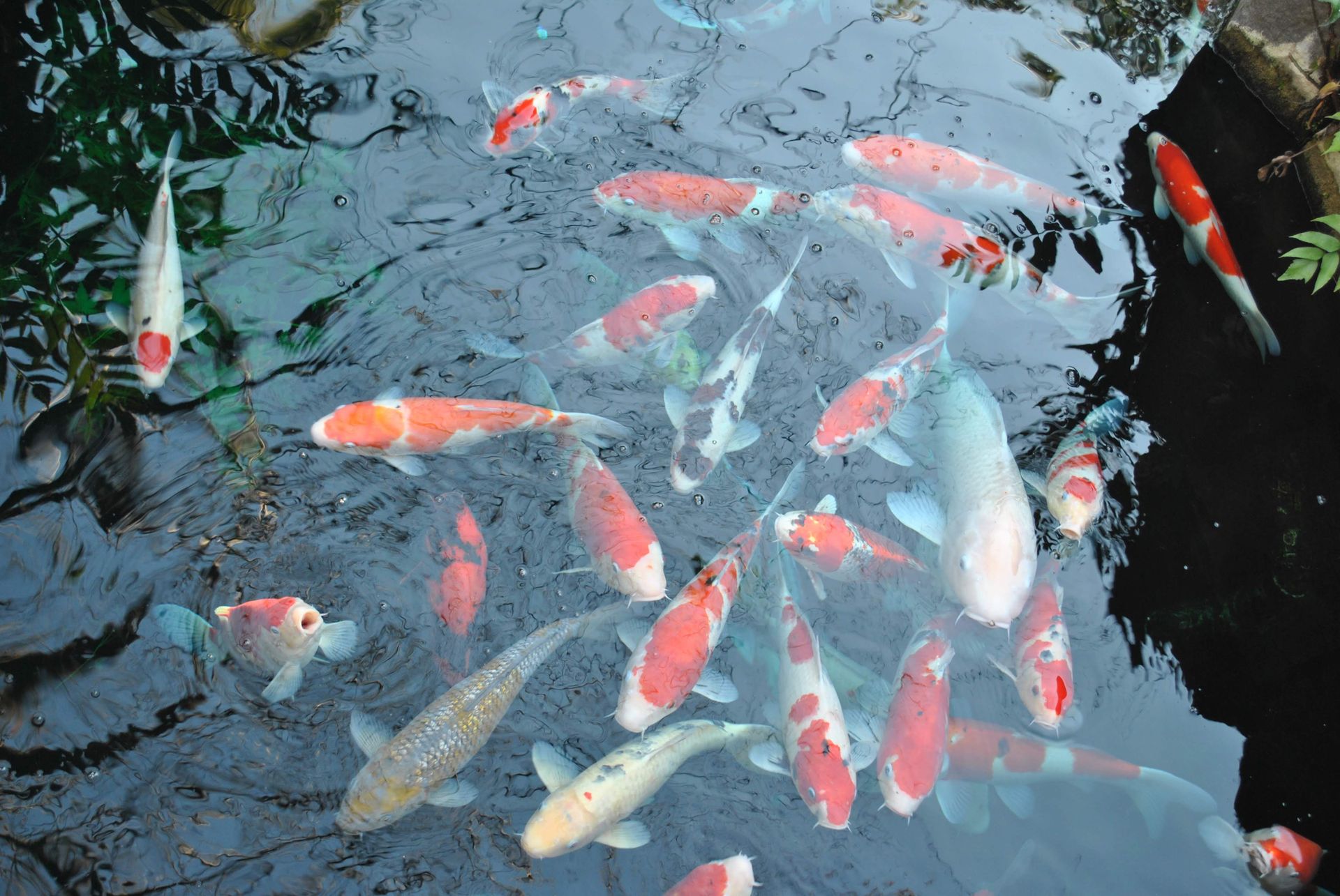 A serene view of vibrant koi fish gliding gracefully in calm pond waters.