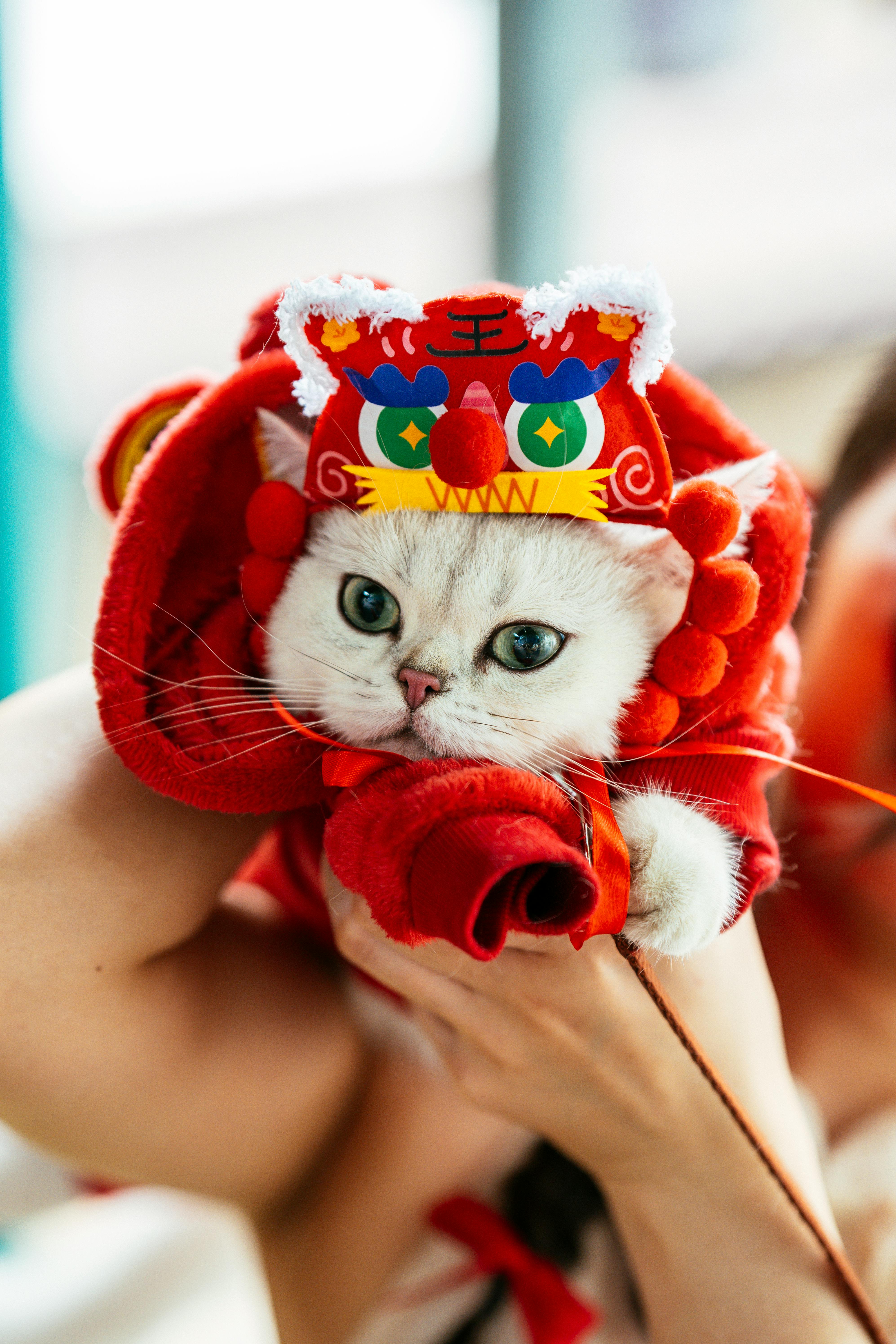 adorable cat in festive chinese costume