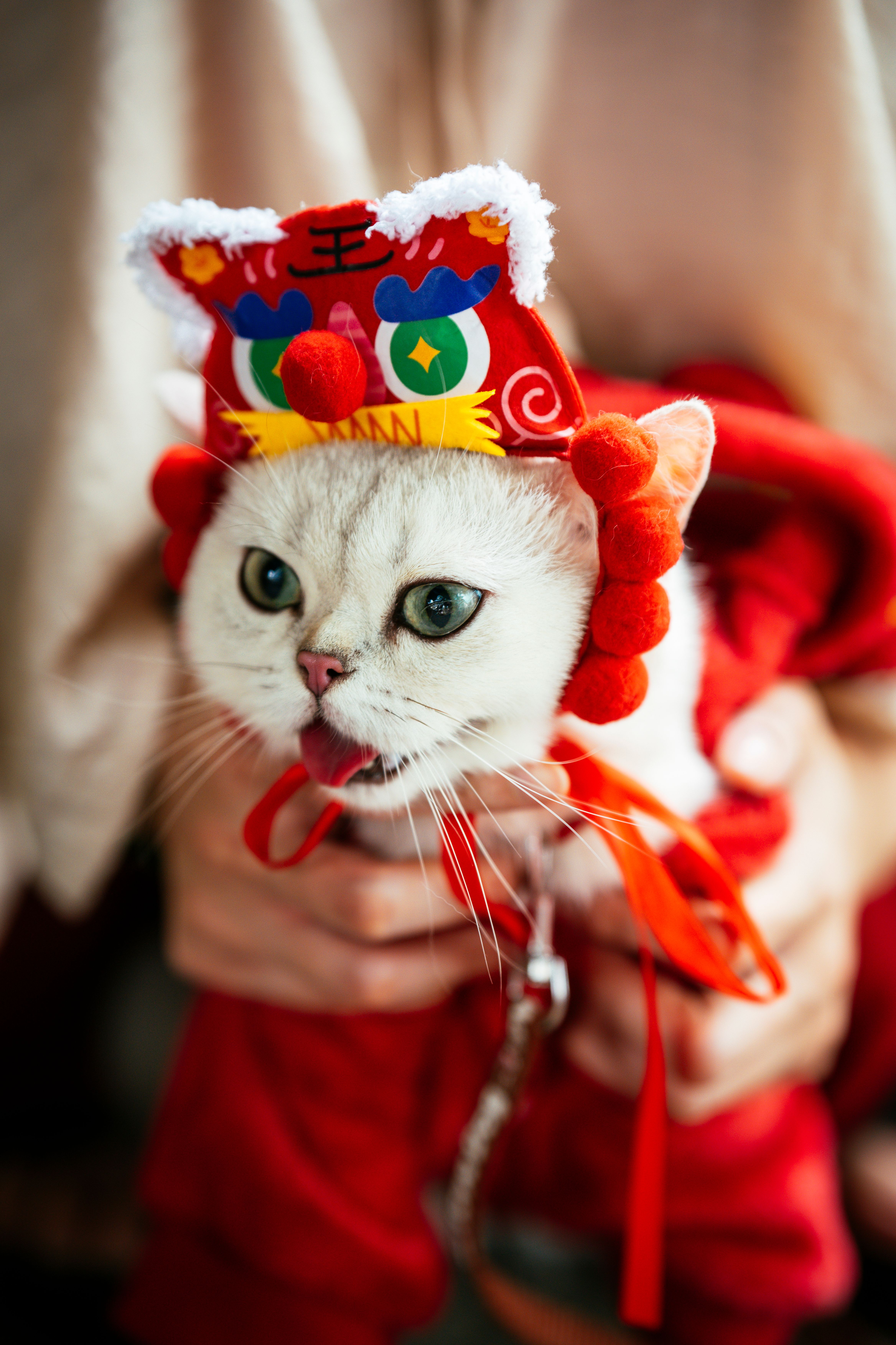 Cat Wearing Costume Photos, Download The BEST Free Cat Wearing Costume