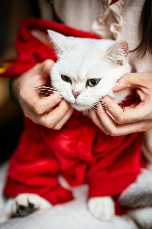 Free Adorable white cat dressed in festive red outfit being gently held. Stock Photo