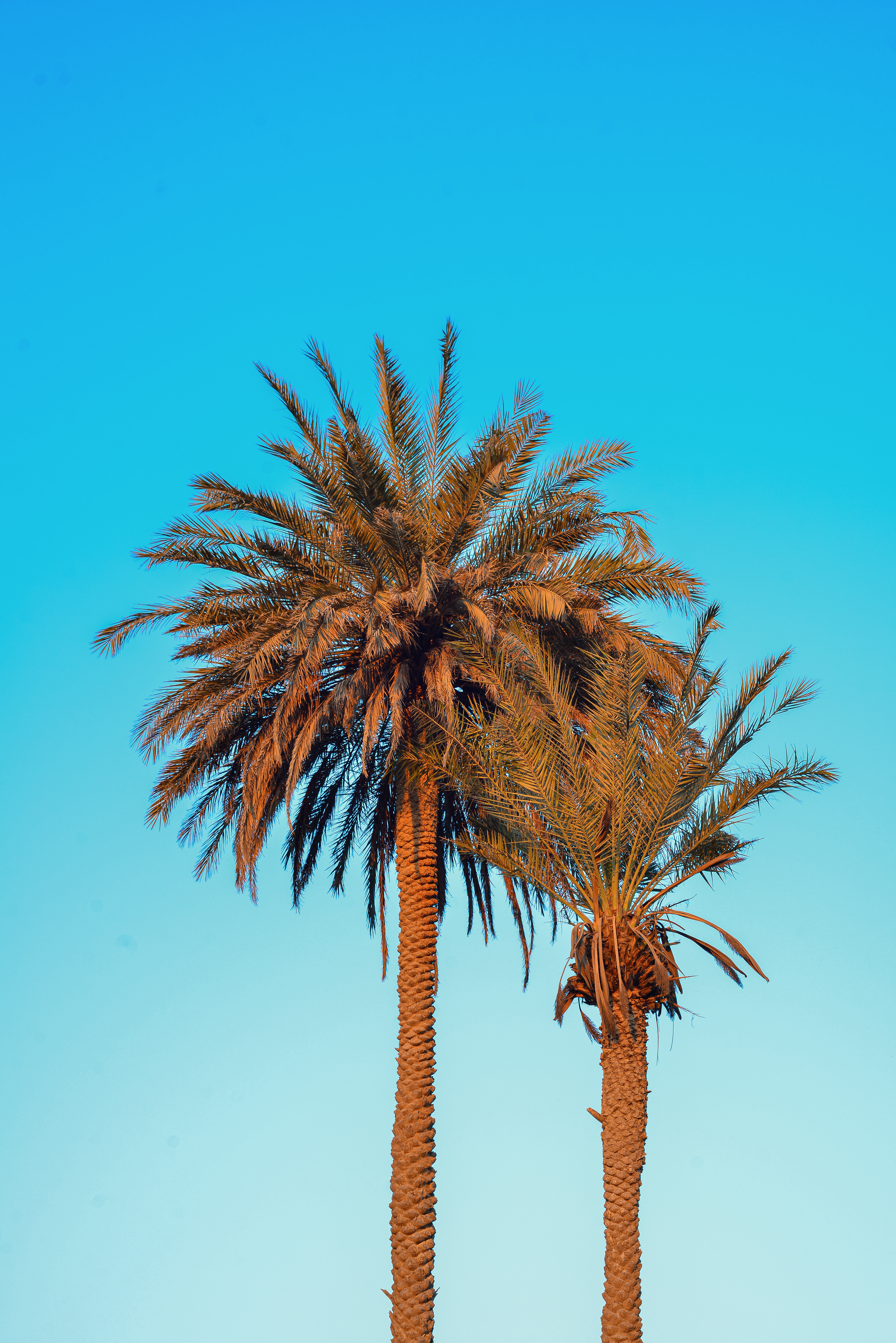 Tall Palm Trees Against Clear Blue Sky · Free Stock Photo