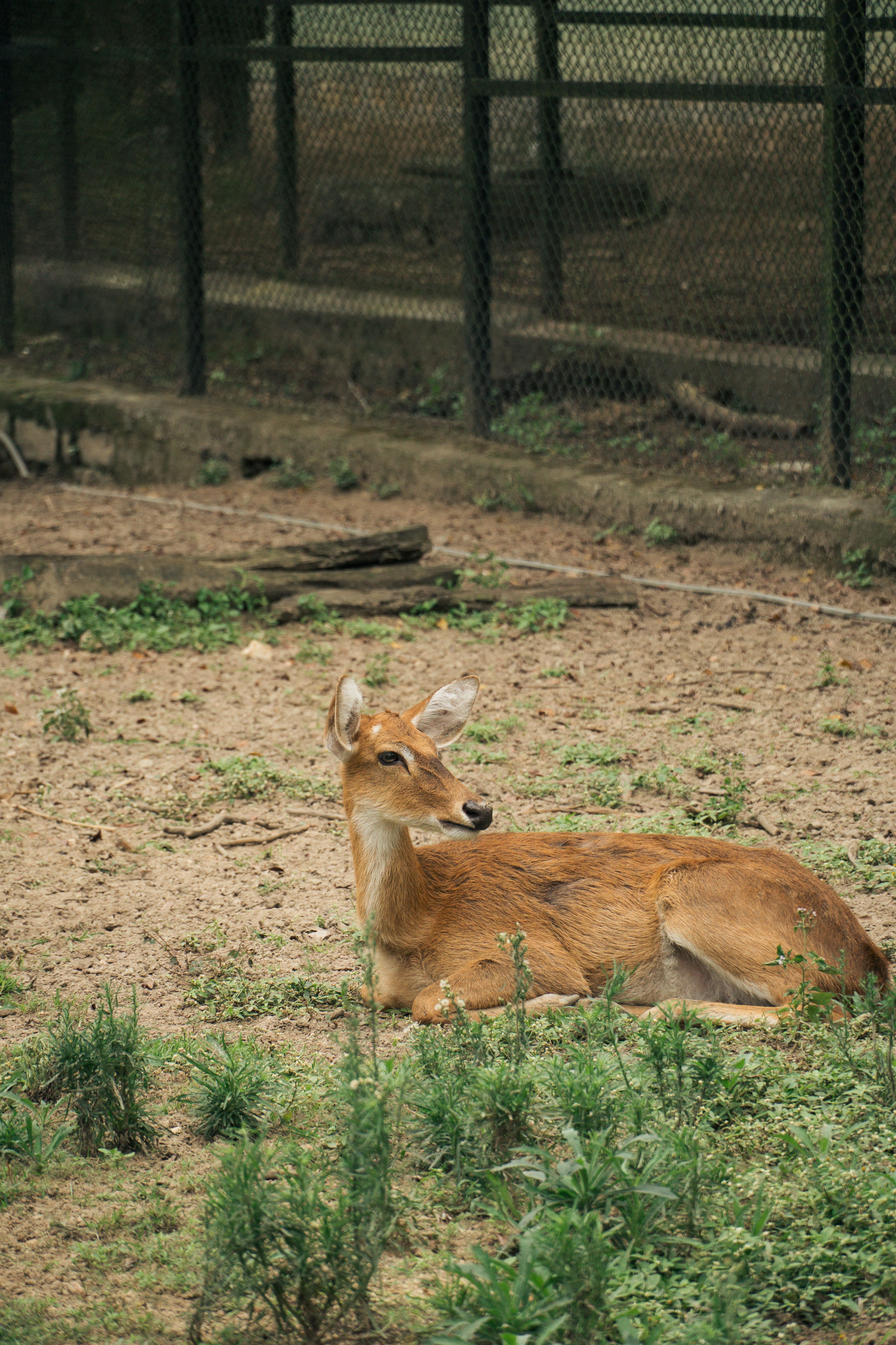 A serene portrait of a deer resting in a Bengaluru wildlife sanctuary, showcasing natural beauty.