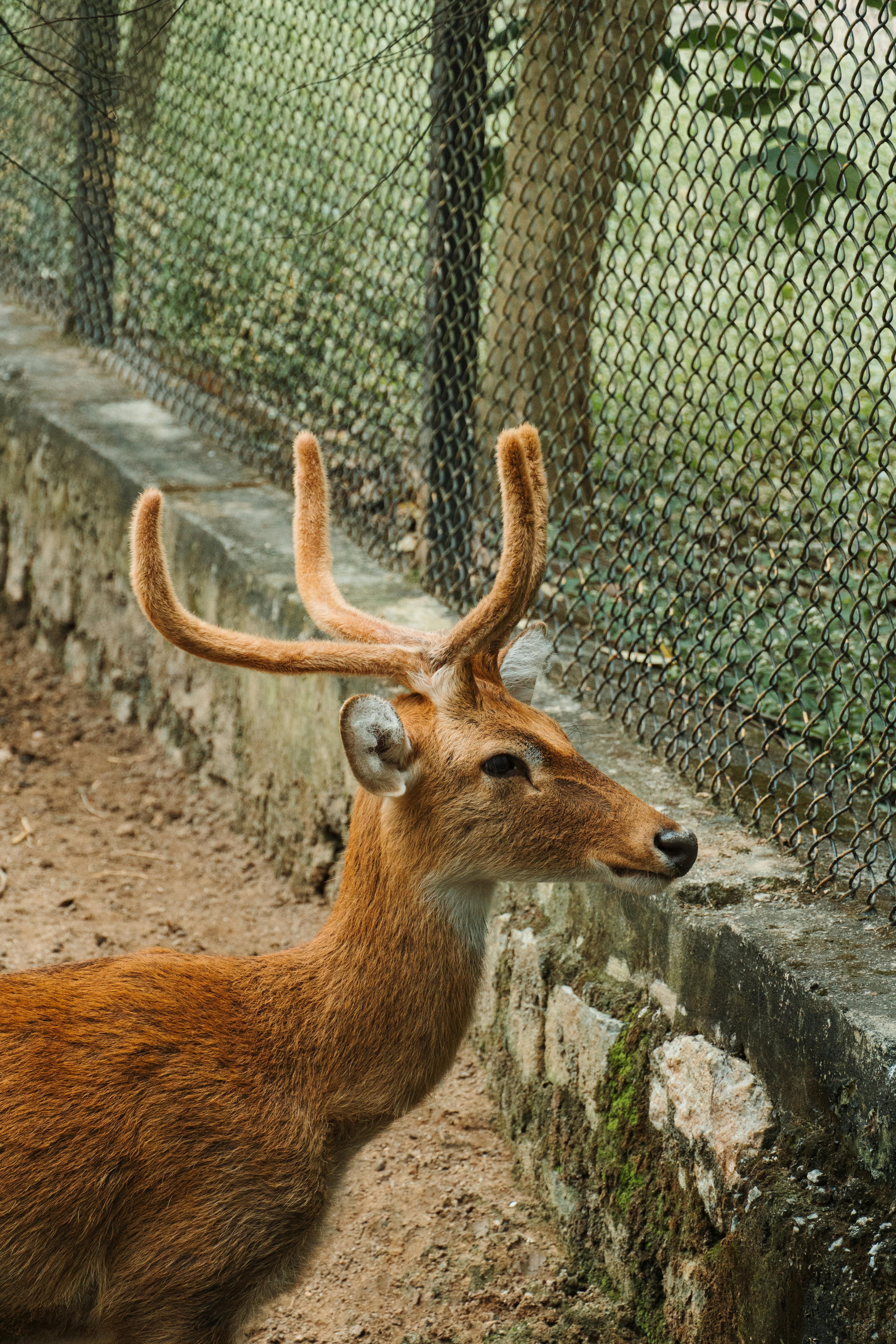 grátis Um cervo sereno com chifres, fotografado em uma floresta em Bengaluru, Índia. Foto profissional