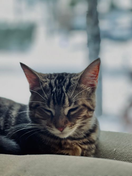 Free Close-up of a calming tabby cat resting indoors on a winter day. Stock Photo