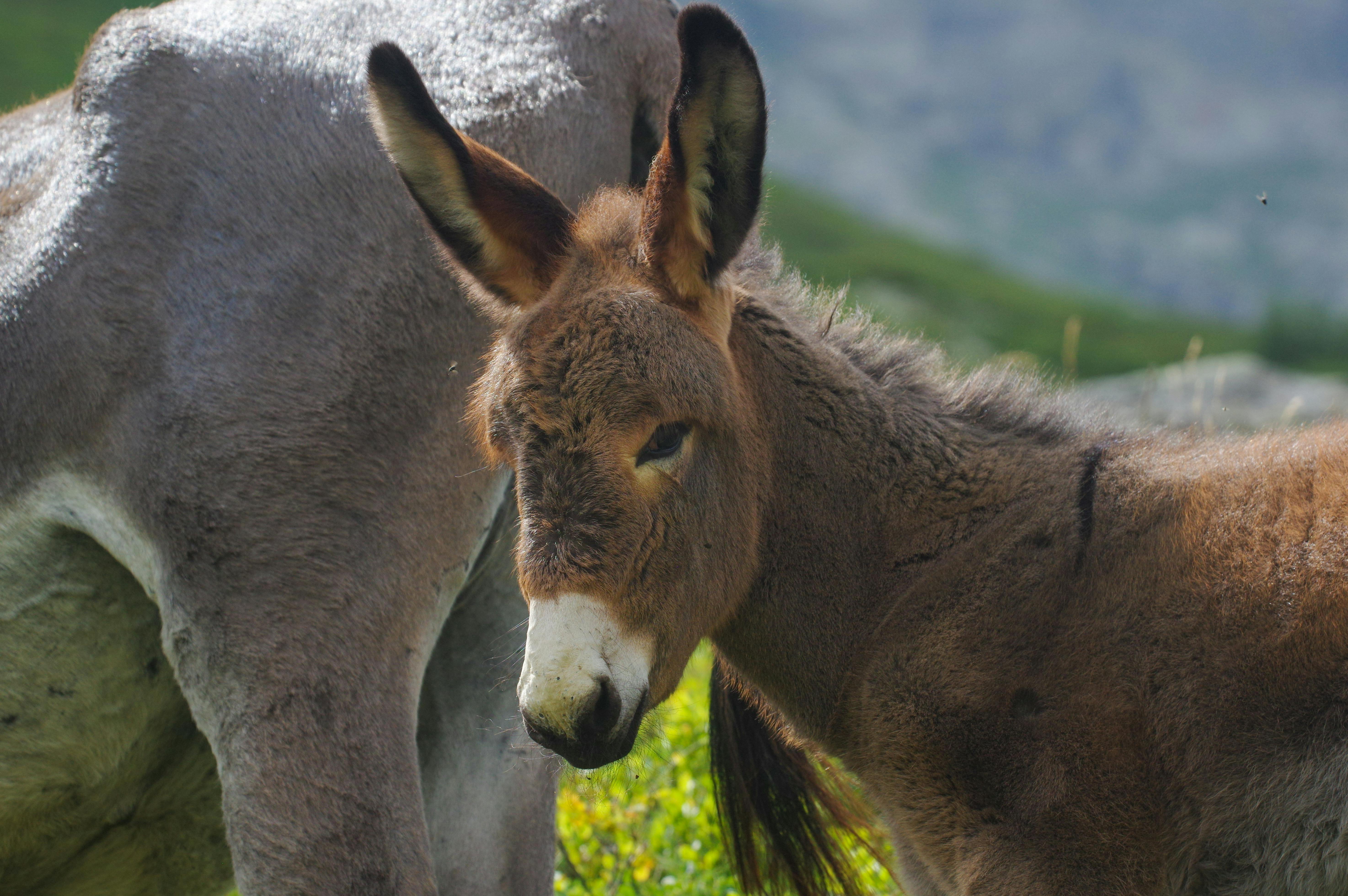 Close-up of a cute donkey in the idyllic Piemonte countryside. Perfect for animal lovers.