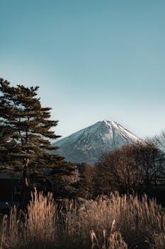 Beautiful view of Mount Fuji with snow-capped peak above trees and grasses in the foreground.