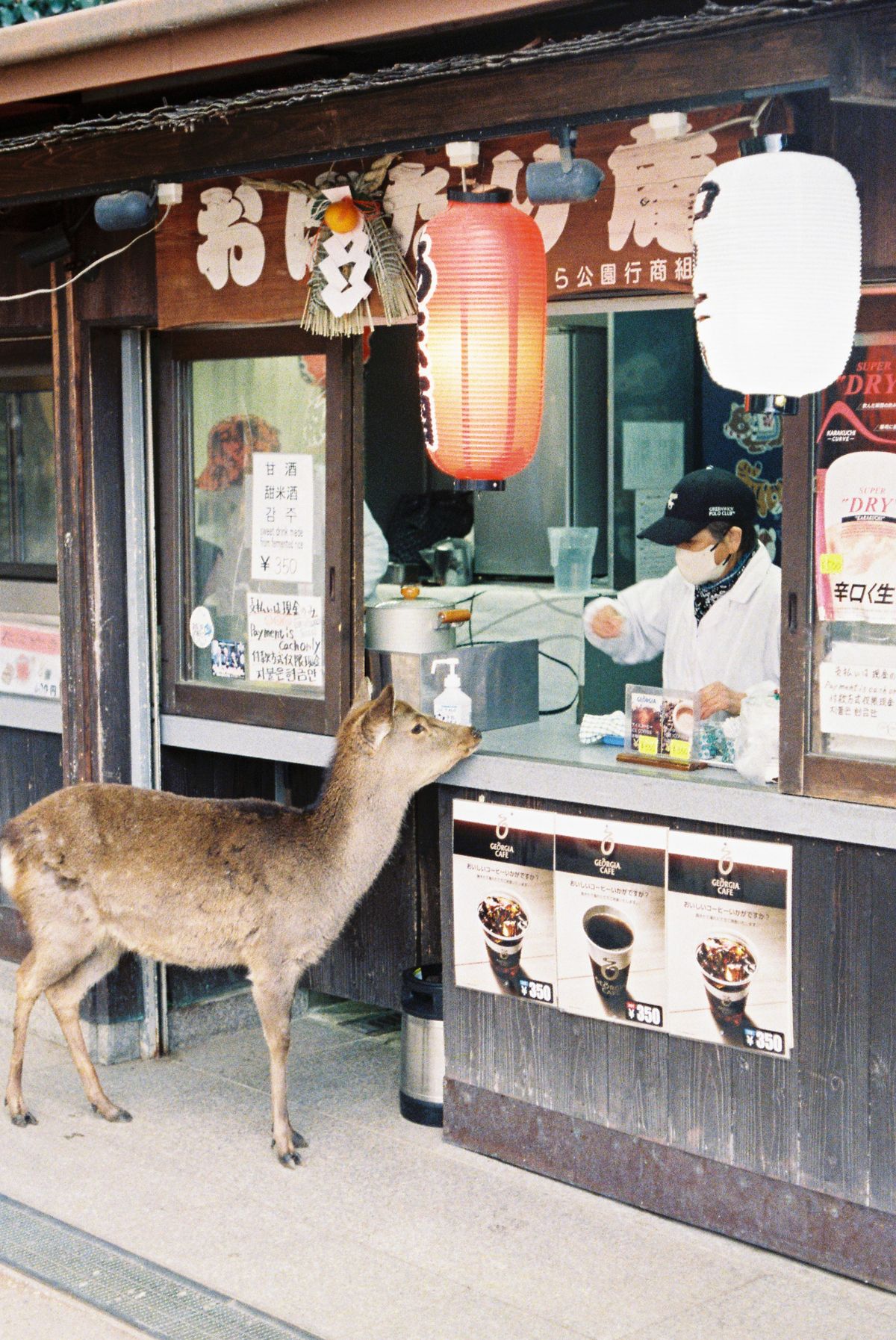 A sika deer at a snack stall in Nara Park, Japan.
