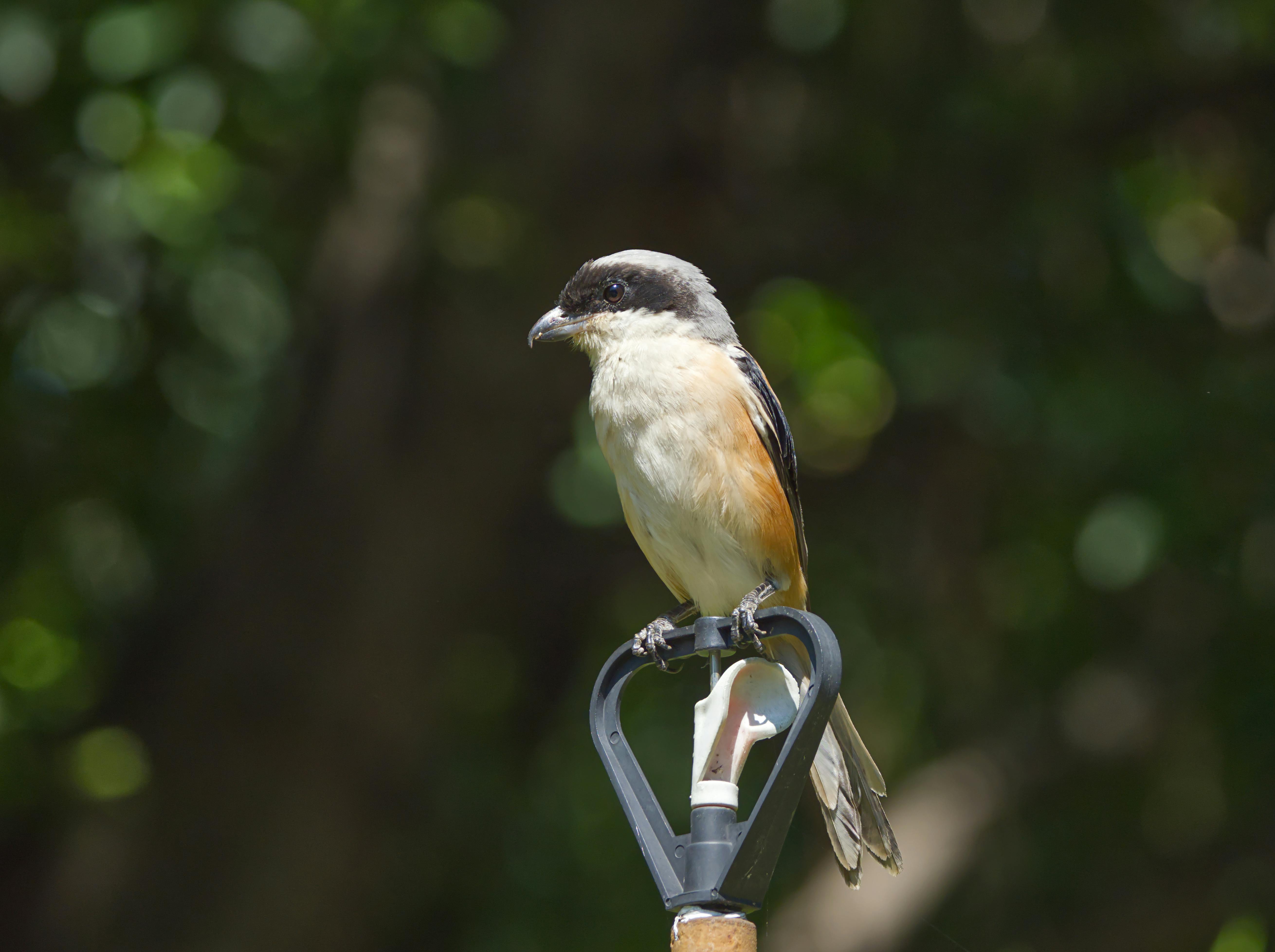 long tailed shrike perched outdoors in foshan