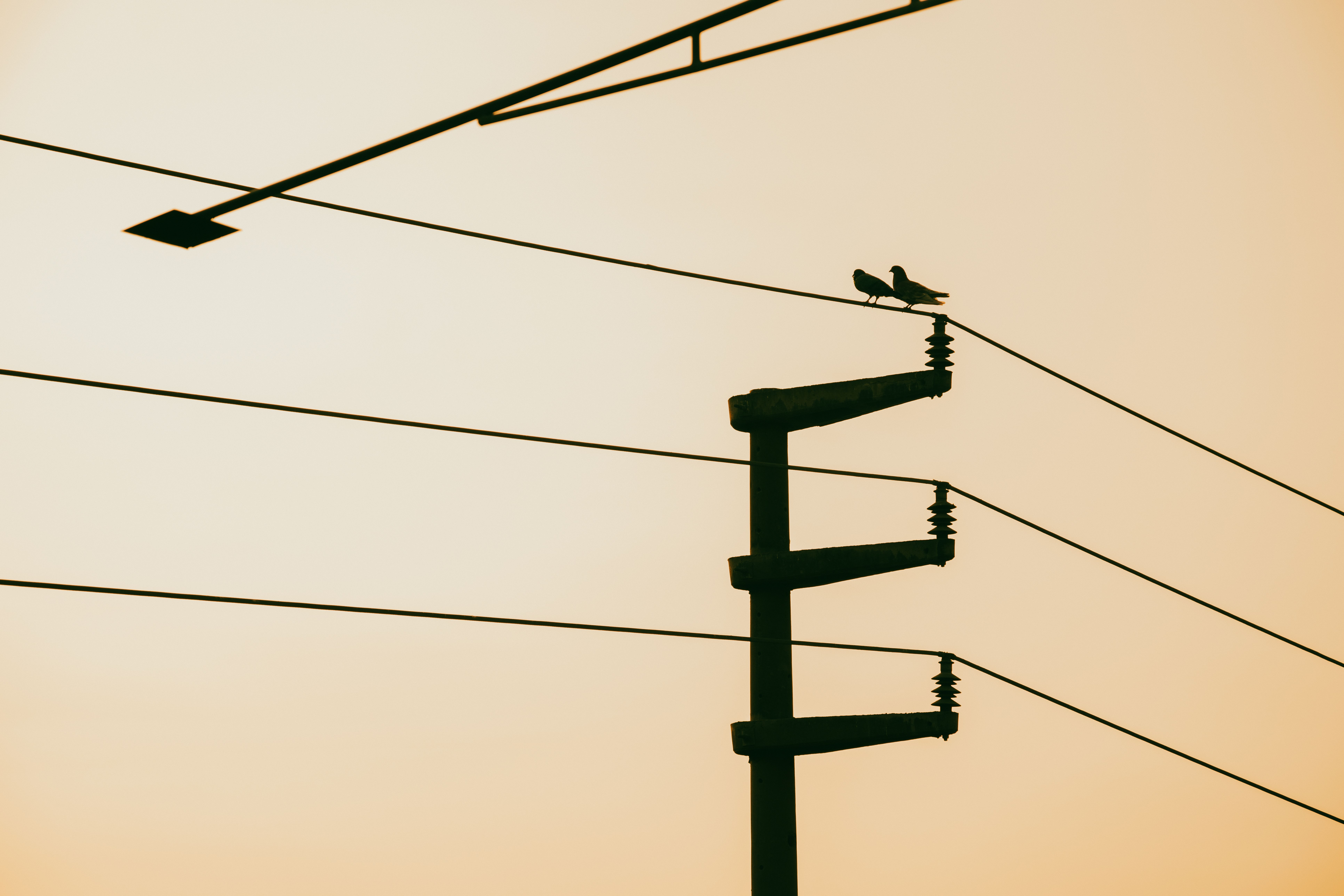 Birds perched on power lines during a peaceful sunset, capturing serenity in urban nature.