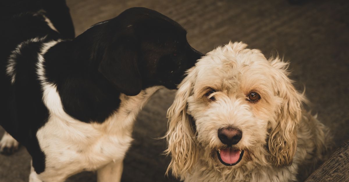 Understanding Different Animal Communication Techniques