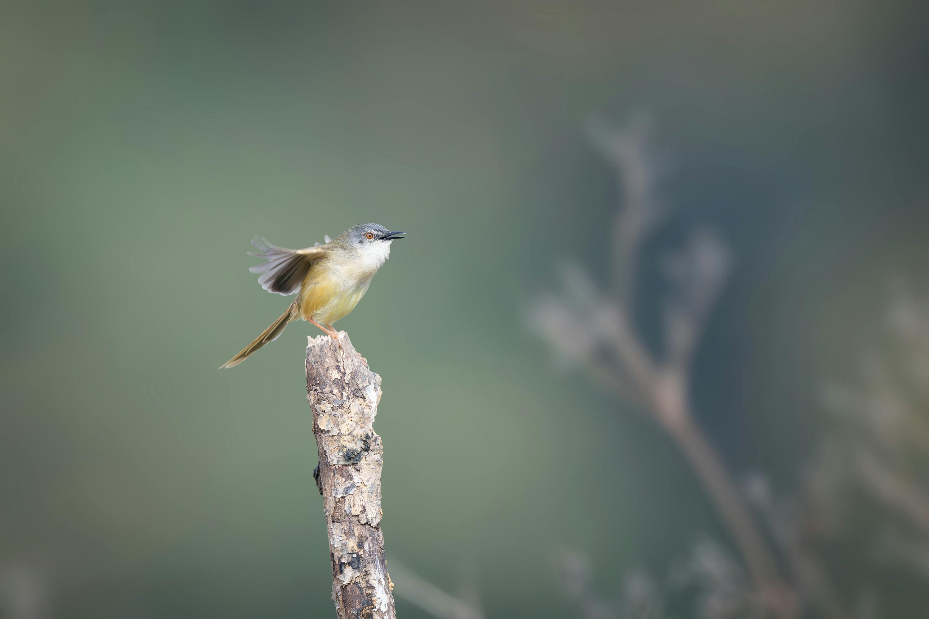 Free A delicate little bird gracefully perched on a branch against a blurred background. Stock Photo