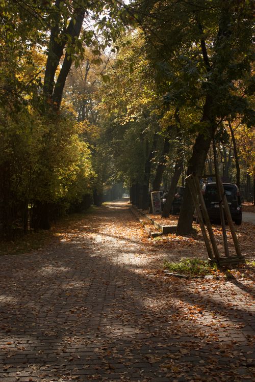 Free Quiet cobblestone path in autumn with sunlit foliage creating a serene atmosphere. Stock Photo