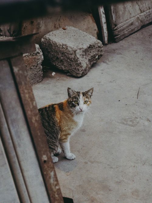 Free A stray cat in Agadir, Morocco, peeks out from a rustic alleyway corner. Stock Photo