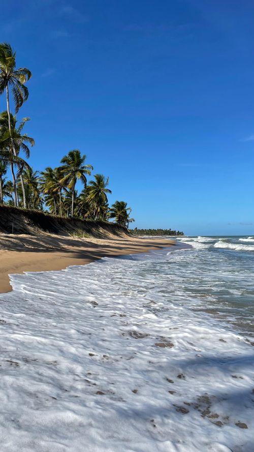 Free Idyllic tropical beach with palm trees and gentle waves under a clear blue sky. Stock Photo