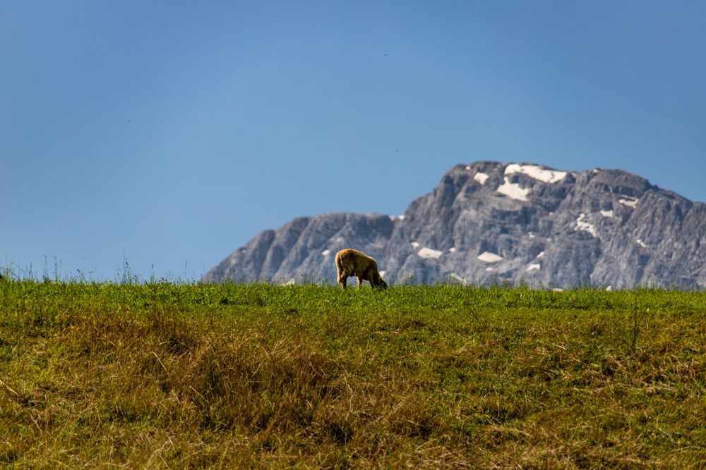 Oaie păscând pe o pajiște verde din regiunea Salzburg, cu munți în fundal