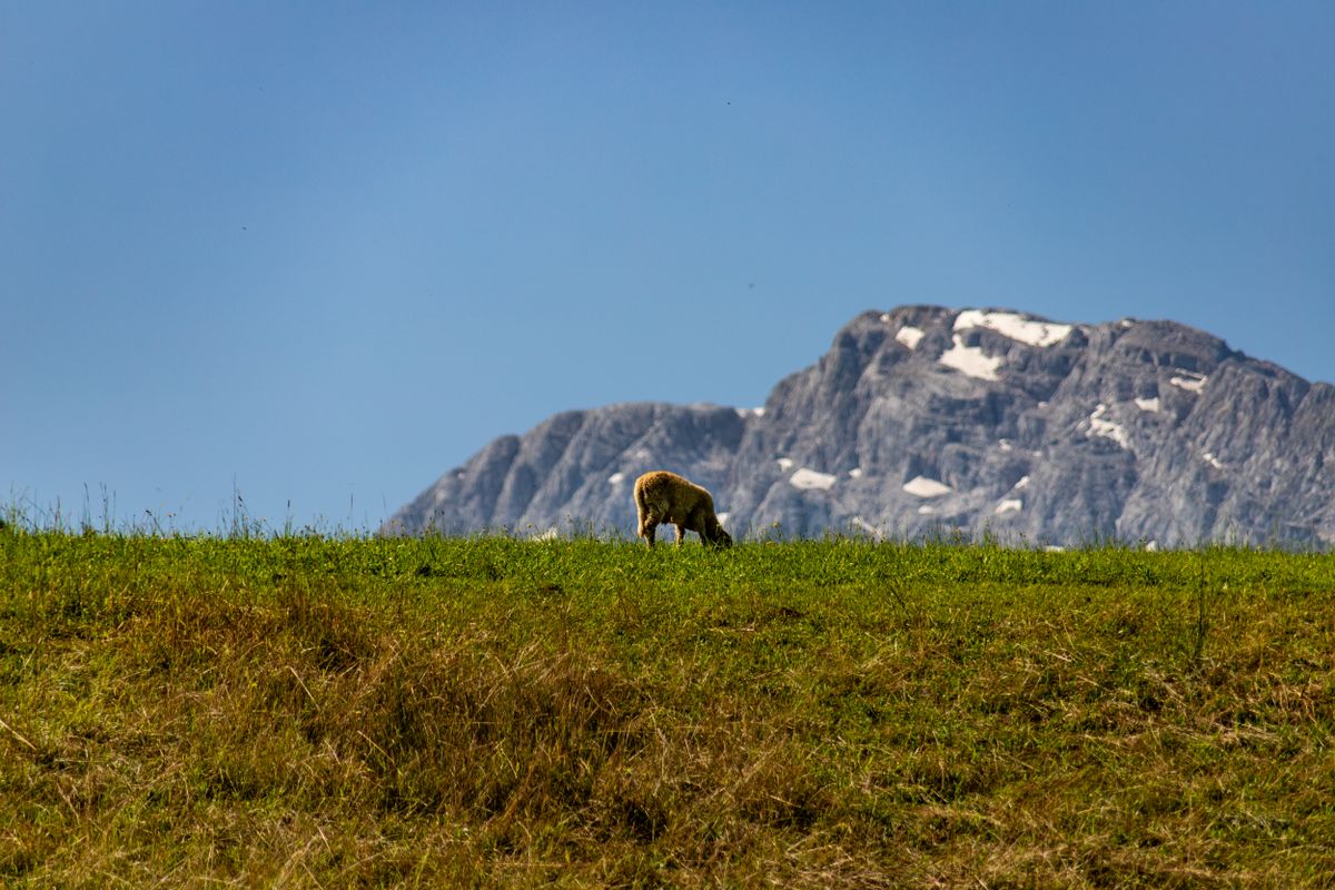 A sheep grazing on a green alpine meadow in the Salzburg region