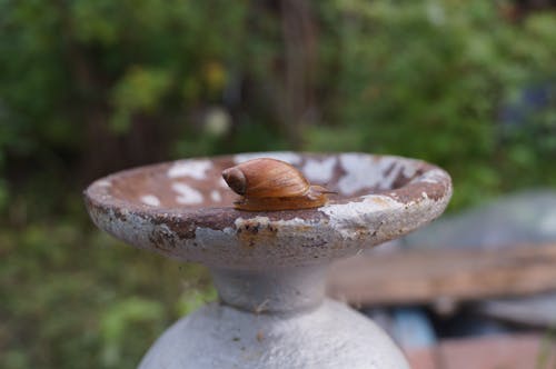 정원 달팽이의 무료 스톡 사진
