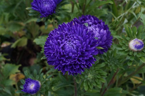 Kostnadsfri bild av blå blommor, blommor, trädgård blommor