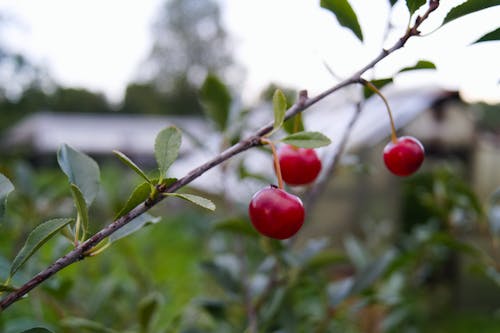 Kostnadsfri bild av körsbär