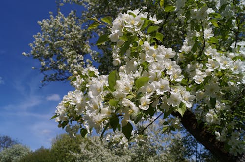 Gratis lagerfoto af æbleblomster