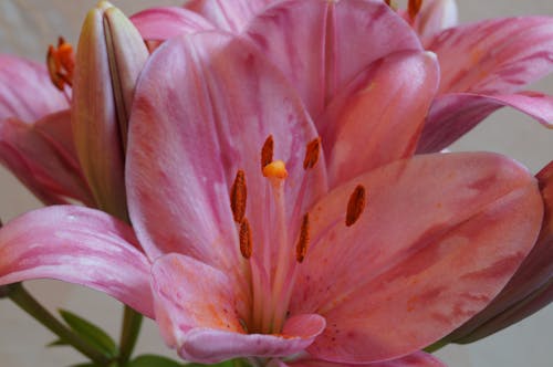 Fotos de stock gratuitas de flores, Flores rosadas