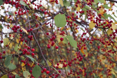 Kostenloses Stock Foto zu apfelbaum, herbst