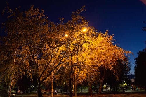 Photos gratuites de automne, nuit