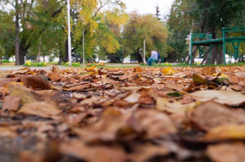 秋天, 秋葉 的 免费素材图片