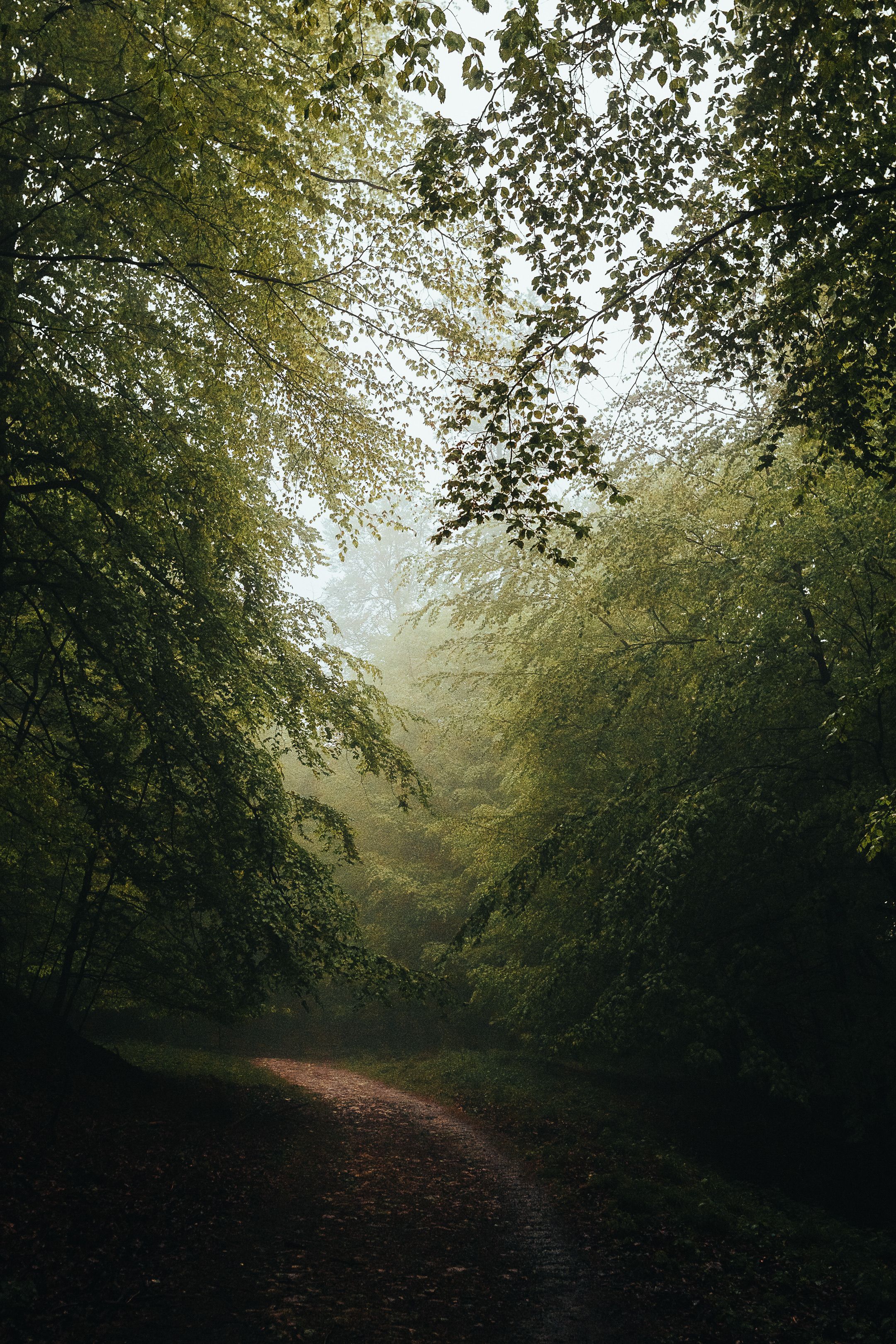 Serene Forest Pathway in Lush Green Woodland · Free Stock Photo