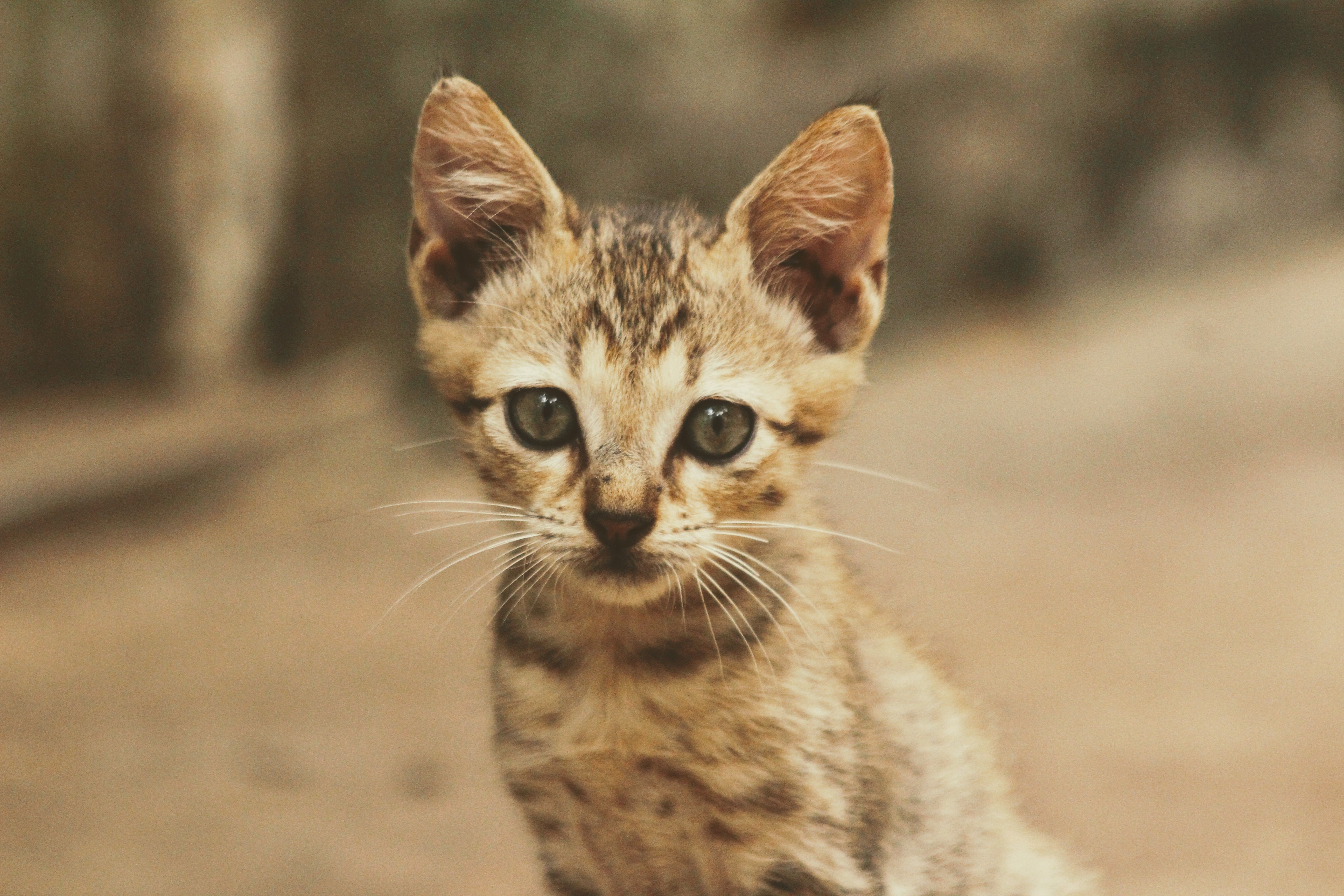 Healthcare and wellness consultation for a cat