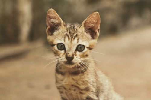 Free Adorable kitten with striped fur, attentively looking at the camera. Stock Photo