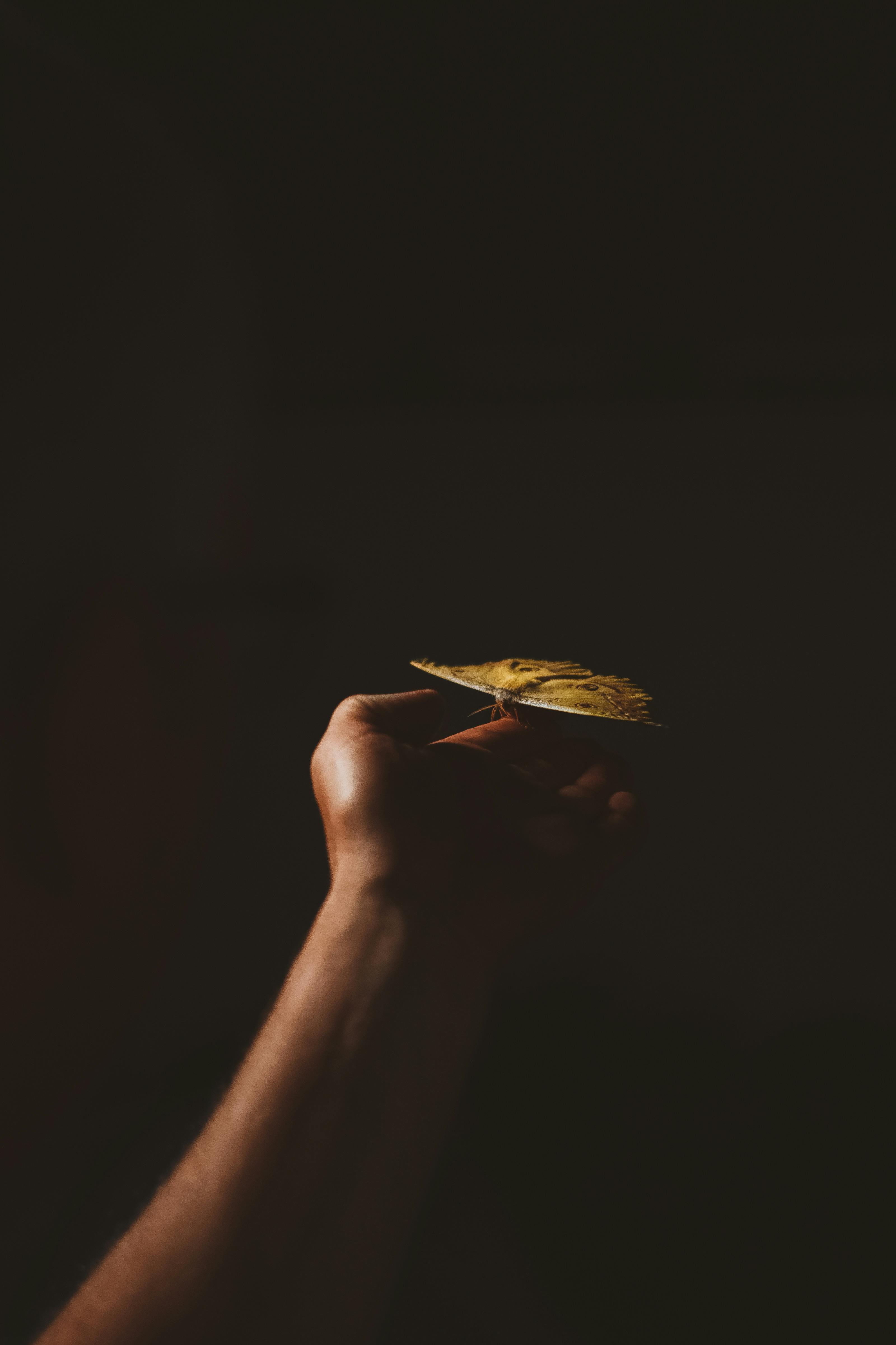 Gratis Una delicada mariposa reposa suavemente sobre una mano, sobre un fondo oscuro. Foto de stock