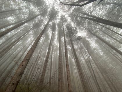 Fog moving through a stand of tall pines — photo by Vardan Ghazaryan on Pexels