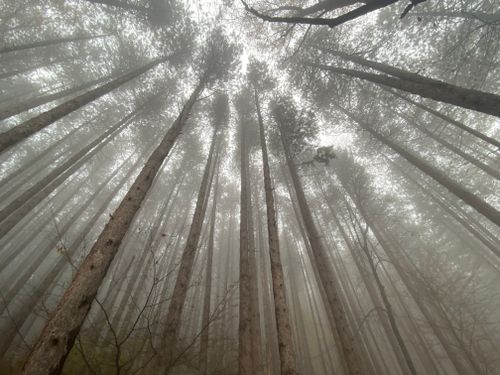 Free Fog-filled forest showcasing towering pine trees reaching into the misty sky. Stock Photo