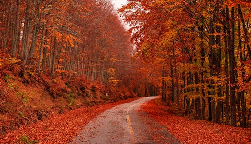 Free Scenic Landscape of Trees With Autumn Leaves Beside An Empty Road Stock Photo