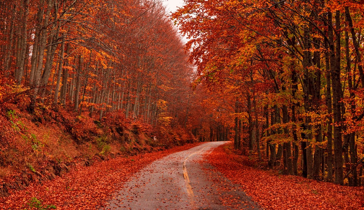Scenic Landscape of Trees With Autumn Leaves Beside An Empty Road