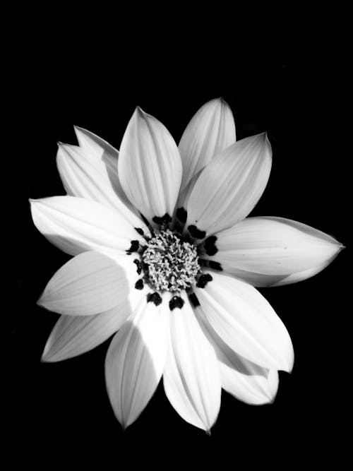คลังภาพถ่ายฟรี ของ การถ่ายภาพดอกไม้, กำลังบาน, ดอกไม้สีขาว