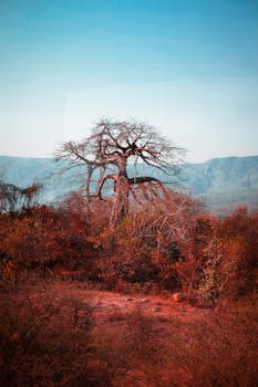 Stunning baobab tree in Luanda's rural landscape showcasing nature's beauty.