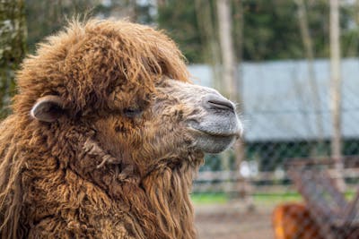 Women Camel Toes Photos, Download The BEST Free Women Camel Toes Stock