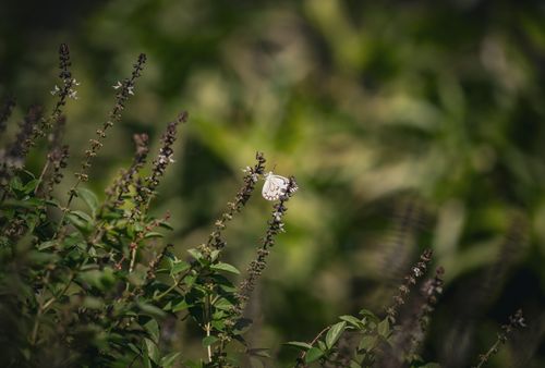 Free Close-up of a butterfly on a basil plant in India, showcasing nature's beauty. Stock Photo
