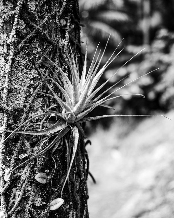 Black and White Tillandsia on Tree in Ilhabela · Free Stock Photo